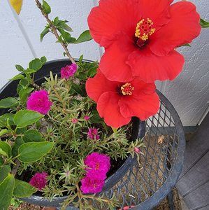 Meet your Posher, Heidi